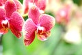 Pink Orchid Royalty Free Stock Photo