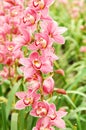 Pink Orchid Royalty Free Stock Photo