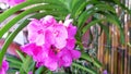 Pink orchid on a green blurred background in a garden