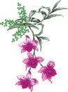 Pink orchid illustration
