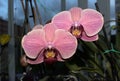 Pink orchid interior french flower