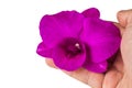 Pink orchid isolated on white background for di-cut design art work Royalty Free Stock Photo