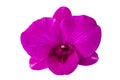 Pink orchid isolated on white background for di-cut design art work Royalty Free Stock Photo