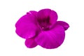 Pink orchid isolated on white background for di-cut design art work Royalty Free Stock Photo