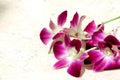 Pink orchid and light background 497