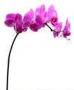 Pink orchid with long stalk isolated on white Royalty Free Stock Photo