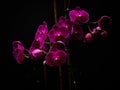 Pink orchid lowkey Royalty Free Stock Photo