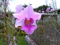 Pink orchid from Madang, PNG Royalty Free Stock Photo