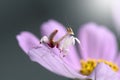 Pink Orchid Mantis in Thailand and Southeast-Asia.