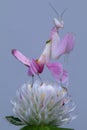 The pink orchid mantis in white flowers Royalty Free Stock Photo