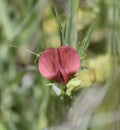 Pink orchid with nervation Royalty Free Stock Photo