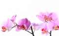 Pink orchid over white Royalty Free Stock Photo