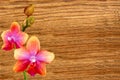 Pink orchid over wooden texture close-up Royalty Free Stock Photo