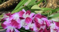 Pink Orchid With Pandan Leaves Royalty Free Stock Photo