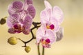 Pink Orchid, Phalaenopsis Royalty Free Stock Photo