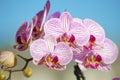 Pink Orchid, Phalaenopsis Royalty Free Stock Photo