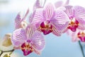 Pink Orchid, Phalaenopsis Royalty Free Stock Photo