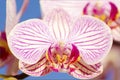 Pink Orchid, Phalaenopsis