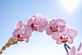 Pink Orchid, Phalaenopsis