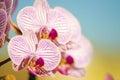 Pink Orchid, Phalaenopsis Royalty Free Stock Photo