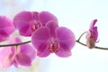 Pink orchid phalaenopsis flowers