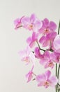 Pink orchid phalaenopsis on a light background. Flowering orchids. Royalty Free Stock Photo