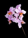 Pink orchid phalaenopsis Philadelphia Royalty Free Stock Photo