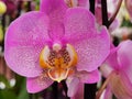 Pink orchid phalaenopsis.in a pot