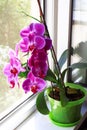 Pink Orchid phalaenopsis in pot on a window. Gift