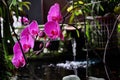 Pink orchid in a pond Royalty Free Stock Photo