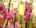 Pink orchid in a pot in the store Royalty Free Stock Photo