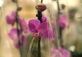 Pink orchid in a pot in the store Royalty Free Stock Photo