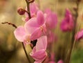 Pink orchid in a pot in the store Royalty Free Stock Photo