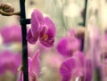 Pink orchid in a pot in the store Royalty Free Stock Photo