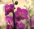 Pink orchid in a pot in the store Royalty Free Stock Photo