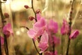 Pink orchid in a pot in the store Royalty Free Stock Photo