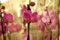 Pink orchid in a pot in the store Royalty Free Stock Photo