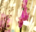 Pink orchid in a pot in the store Royalty Free Stock Photo