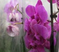 Pink orchid in a pot in the store Royalty Free Stock Photo