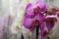 Pink orchid in a pot in the store Royalty Free Stock Photo