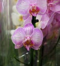 Pink orchid in a pot in the store Royalty Free Stock Photo