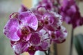 Pink Orchid Royalty Free Stock Photo