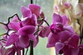 Pink Orchid Royalty Free Stock Photo