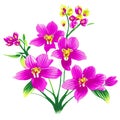 Pink orchid with purple stamens Royalty Free Stock Photo
