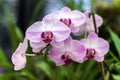 Pink orchid, queen of flowers. Tropical garden. Branch of pink orchids on a natural background. Royalty Free Stock Photo