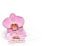 Pink Orchid reflection