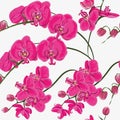 Pink orchid seamless vector pattern