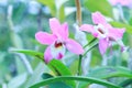 Pink orchid, selective focus. Beautiful tropical flower. Natural background Royalty Free Stock Photo