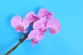 Pink orchid, spa time Royalty Free Stock Photo