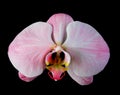 Pink orchid with streaks